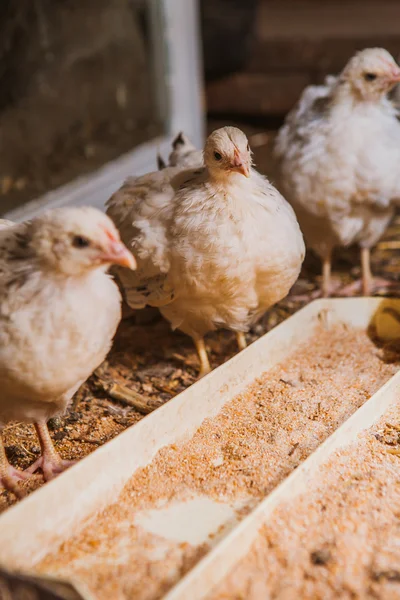 Eten van kippen in de buurt van coop — Stockfoto