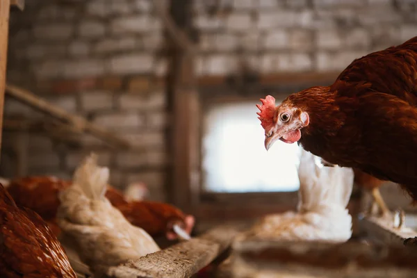 Poulets dans le poulailler — Photo