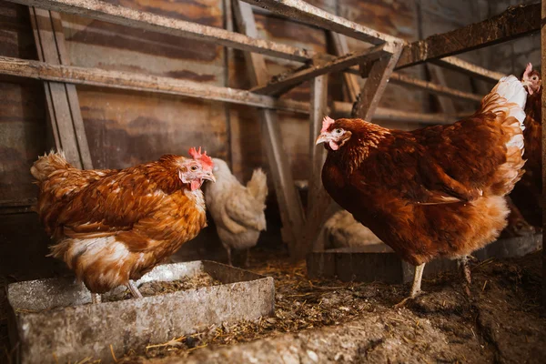 Kycklingar i coop — Stockfoto