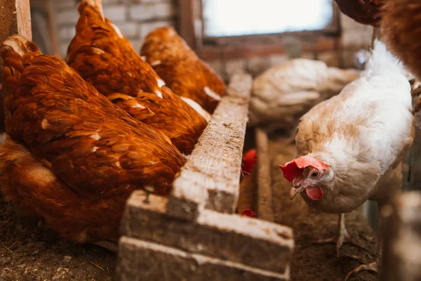 Gallinas en el gallinero —  Fotos de Stock