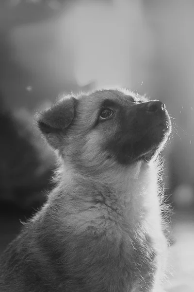 Søt hund, nesten svart og hvitt portrett – stockfoto