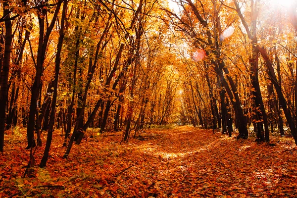 Bir arka plan, sarı ağaç ve gökyüzü güzel sonbahar manzara