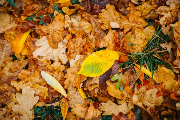 Várias folhas grandes no fundo com folhagem colorida recente outono — Fotografia de Stock