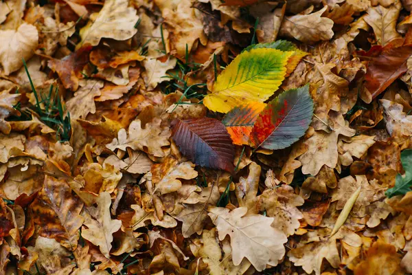 Plusieurs grandes feuilles sur le fond avec un feuillage coloré récent d'automne — Photo