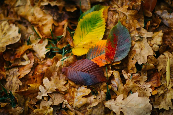 Plusieurs grandes feuilles sur le fond avec un feuillage coloré récent d'automne — Photo