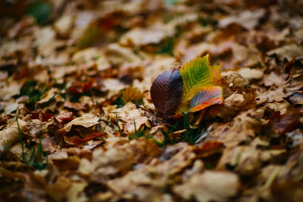 Diverse grandi foglie sullo sfondo con autunno recente fogliame colorato — Foto Stock