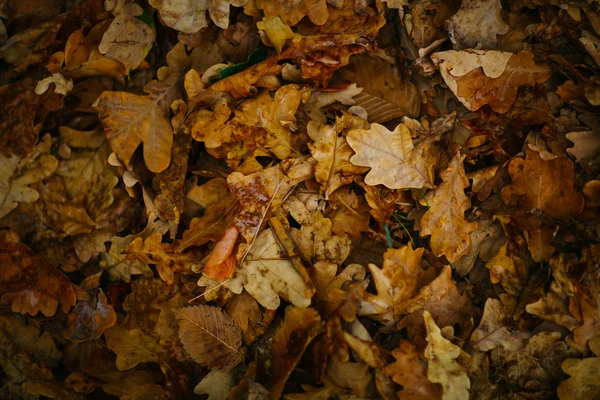 Design Hintergrund mit Herbst letzten bunten Blättern — Stockfoto