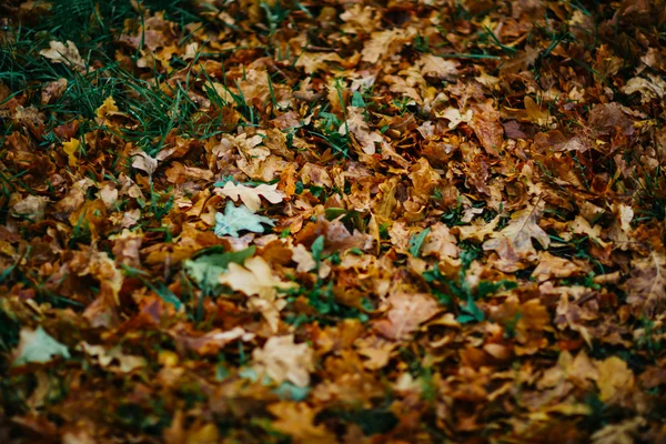 Sfondo di design con autunno recenti foglie colorate — Foto Stock