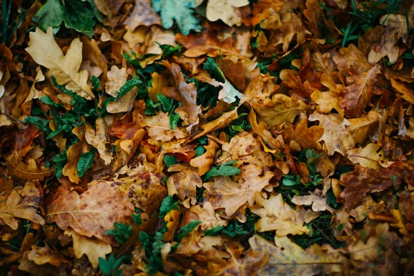 Sfondo di design con autunno recenti foglie colorate — Foto Stock