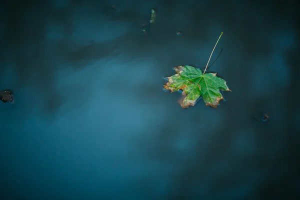 Egy őszi juharlevél vízen úszó — Stock Fotó