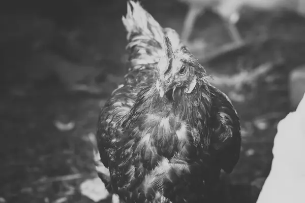 Gallina foto en blanco y negro está picoteando grano en el suelo blanco — Foto de Stock