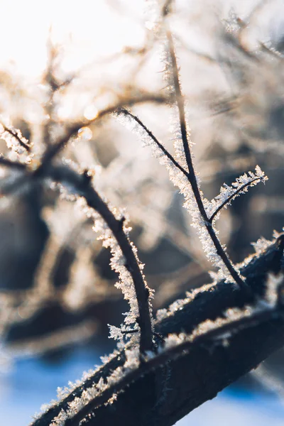 Hermosas ramas de árboles en las heladas el invierno sobre un sol de fondo borroso —  Fotos de Stock