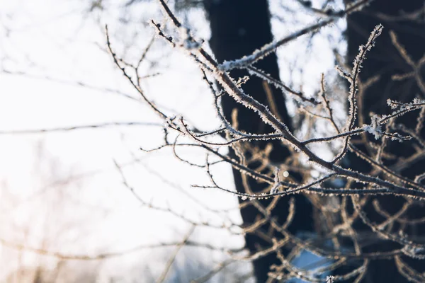 Hermosas ramas de árboles en la helada sobre el fondo del bosque de invierno —  Fotos de Stock