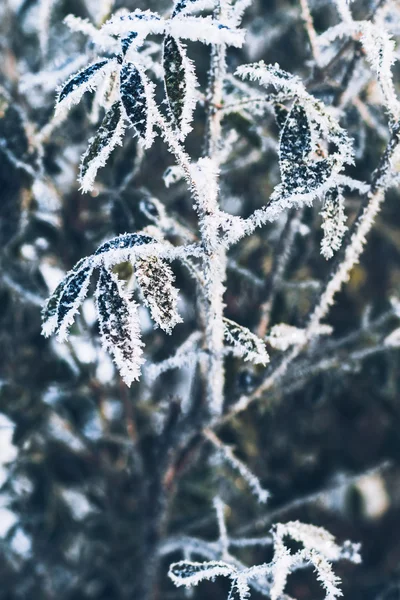 Beautiful branch bush leaves in frost on the background of winter forest — Stock Photo, Image