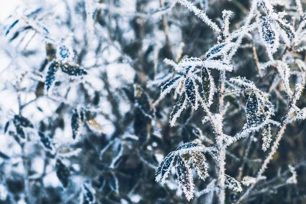 Belle foglie di cespuglio ramo in gelo sullo sfondo della foresta invernale — Foto Stock