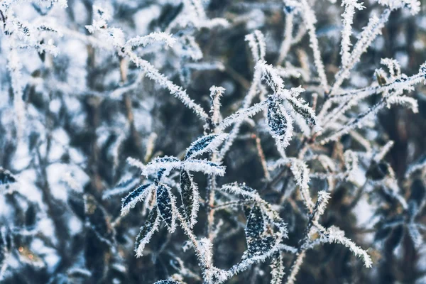 Güzel şube bush frost içinde kış orman arka plan üzerinde bırakır. — Stok fotoğraf