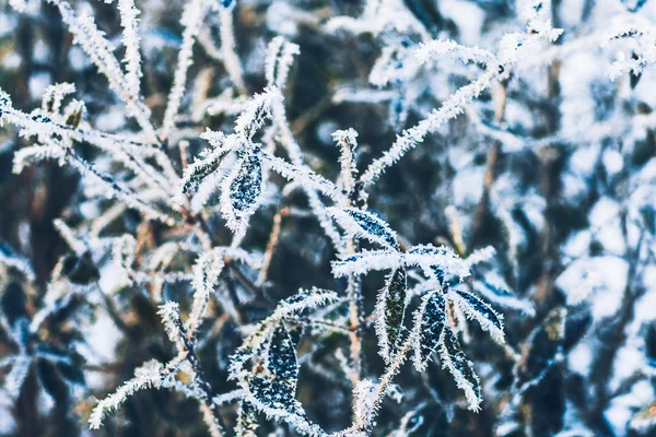 Beautiful branch bush leaves in frost on the background of winter forest — Stock Photo, Image