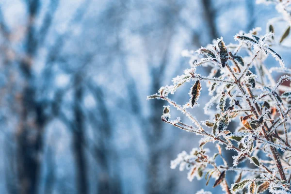 Hermosa rama hojas de arbusto en las heladas en el fondo del bosque de invierno —  Fotos de Stock