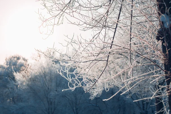 Прекрасные ветви деревьев в мороз зимой на размытом фоне солнца — стоковое фото