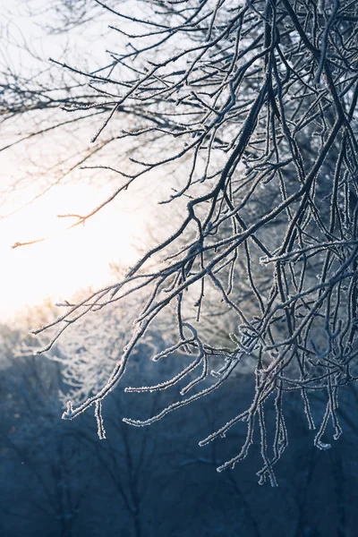Beautiful tree branches in hoarfrost the winter on a blurred background sun — Stock Photo, Image