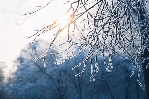 Beautiful tree branches in hoarfrost the winter on a blurred background sun — Stock Photo, Image
