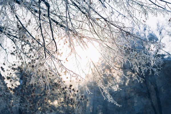 Hermosas ramas de árboles en la helada sobre el fondo del bosque de invierno —  Fotos de Stock