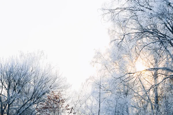 Belos galhos de árvore na geada no fundo da floresta de inverno — Fotografia de Stock
