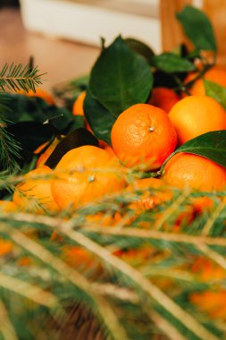 Birçok taze mandalina ve ahşap arka plan üzerinde Noel ağacının dalları