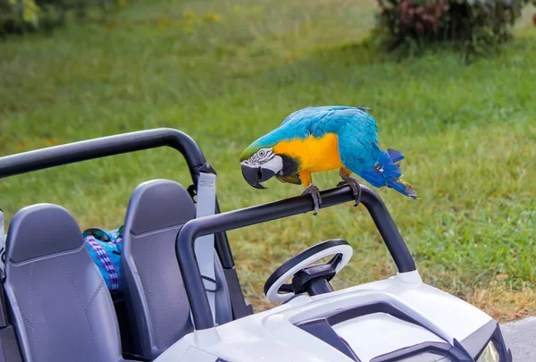 Papagei und Baby im Auto auf dem Rasen. — Stockfoto