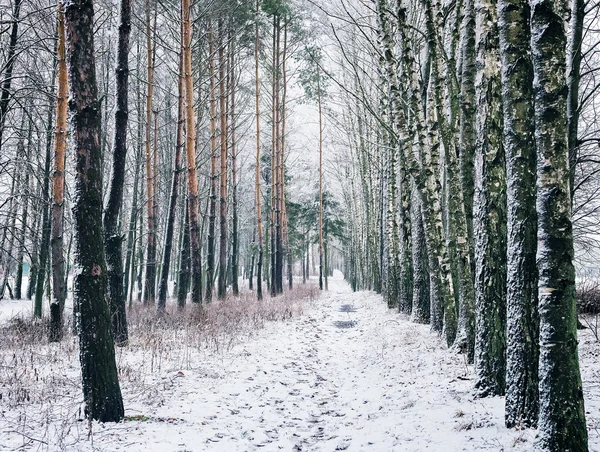 Paysage hivernal : les arbres dans le gel . — Photo