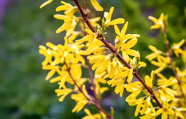 A branch of a blossoming in the garden forsythia .g — Stock Photo, Image