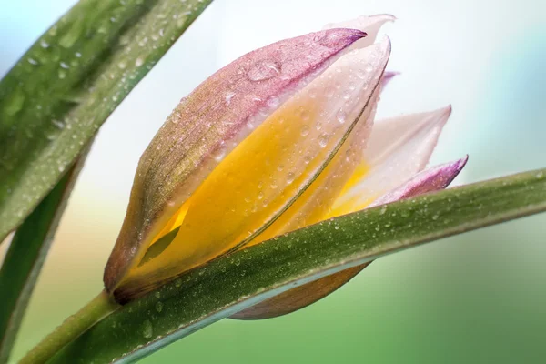 Flor amarillo Tulipán primer plano . — Foto de Stock