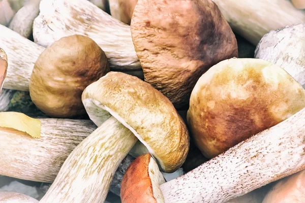 Bellissimi funghi sull'erba nel bosco. — Foto Stock