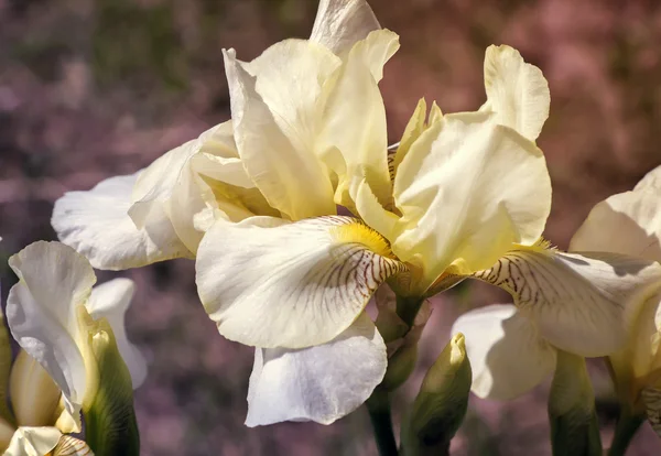 Virágzik a kertben, halványsárga íriszek. — Stock Fotó