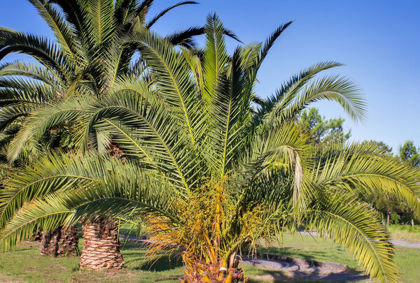 Alley in the Park with large palm trees.