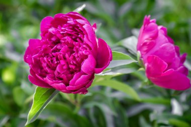 Yeşil yaprak arasında kırmızı peony çiçek açan