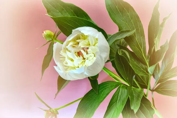 朵朵白牡丹绿叶丛 — 图库照片