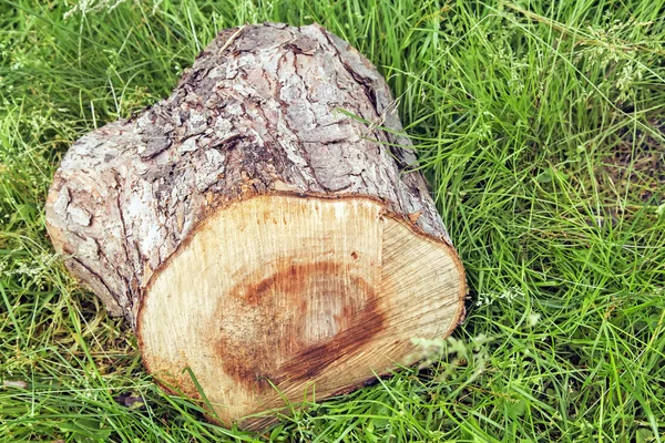 Il ceppo di un tronco d'albero segato . — Foto Stock