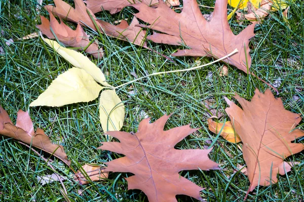 Fallen yellow oak leaves on a background of grass on the ground. — Stock Photo, Image