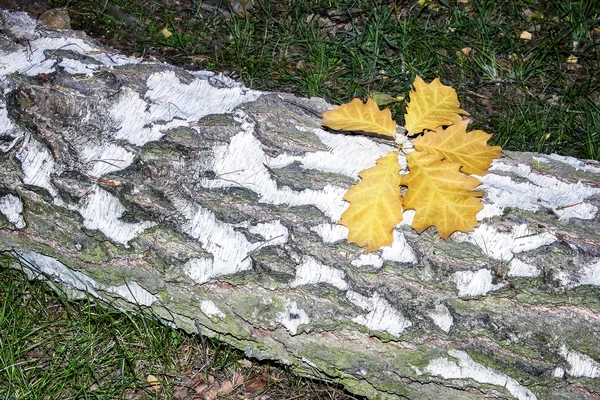 Foglie cadute sul tronco segato di una betulla . — Foto Stock