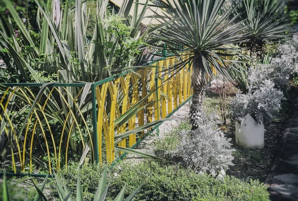 Ornamental planting near the house. — Stock Photo, Image