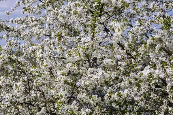 Rama de cerezo en flor contra el cielo azul . — Foto de Stock