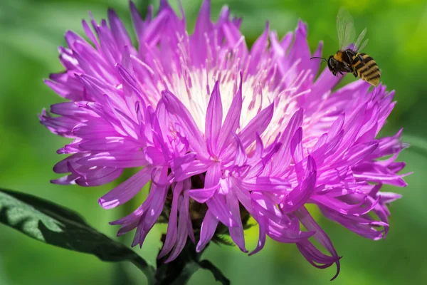 Beautiful flower on which the bee flies. — Stock Photo, Image