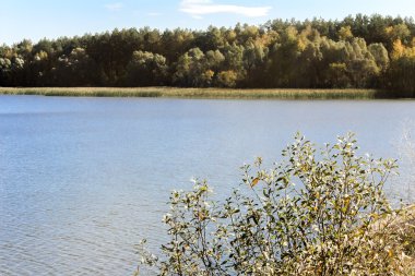 Büyük güzel göl kıyısında sonbahar ahşap