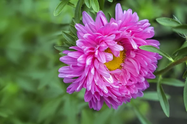 La flor Aster entre hojas verdes — Foto de Stock