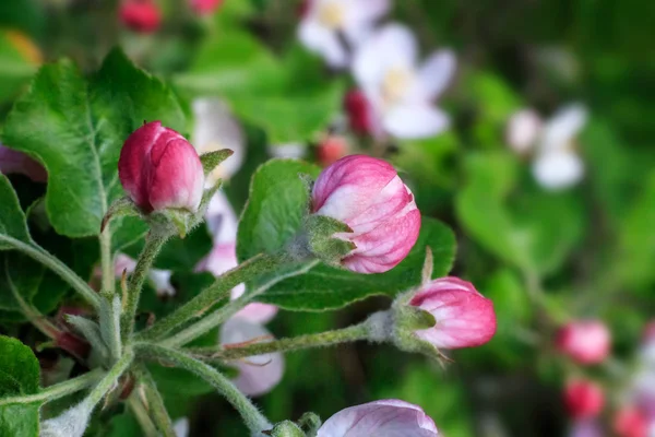 Los capullos de las flores del manzano y las hojas sobre el sujetador del manzano — Foto de Stock
