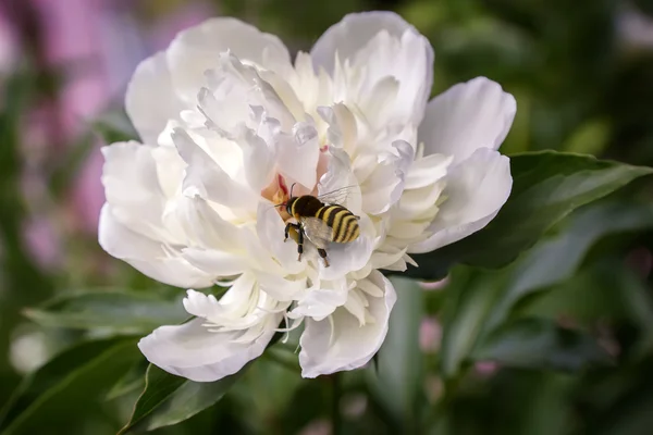 The flowers of peony bee collects nectar.