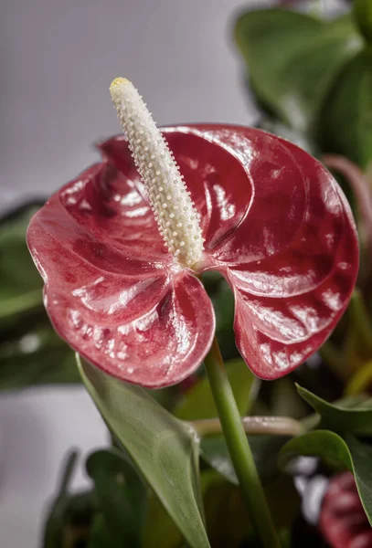 Brillante Flor Roja Hermosa Planta Interior Anthurium Entre Hojas Verdes — Foto de Stock