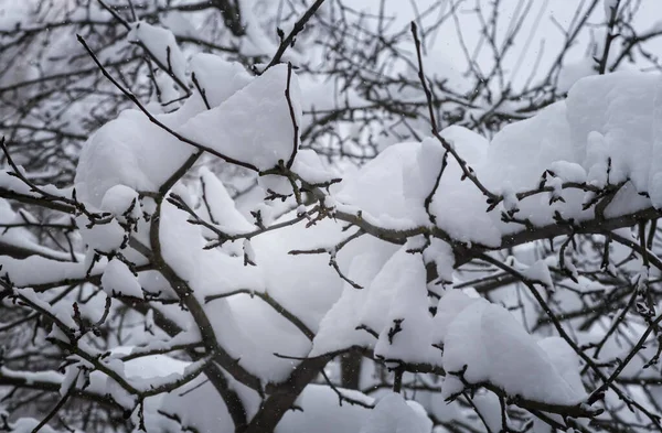 Paisagem Inverno Ramos Árvores Cobertos Neve Neve Grossa Nos Ramos — Fotografia de Stock