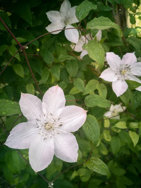 Piękne Białe Kwiaty Powojnika Ogrodzie Tle Zielonych Liści Prezentowane Zbliżeniu — Zdjęcie stockowe